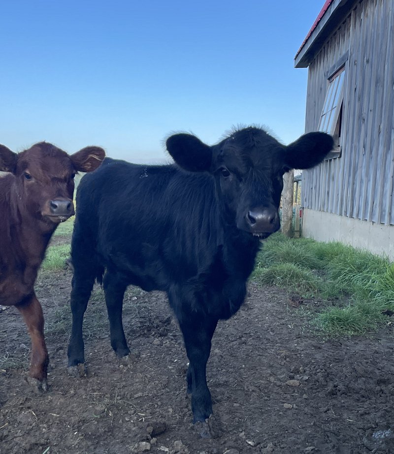Forsale - Black polled registered heifer calf - SOLD