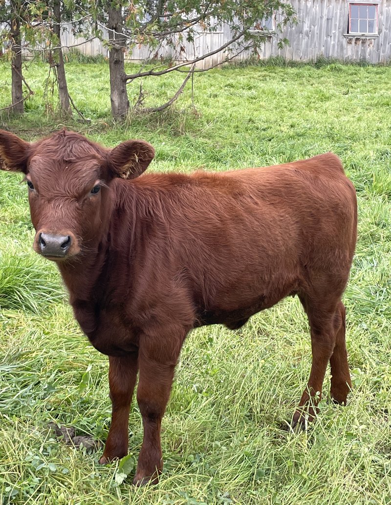 Forsale - Red polled registered heifer calf - SOLD