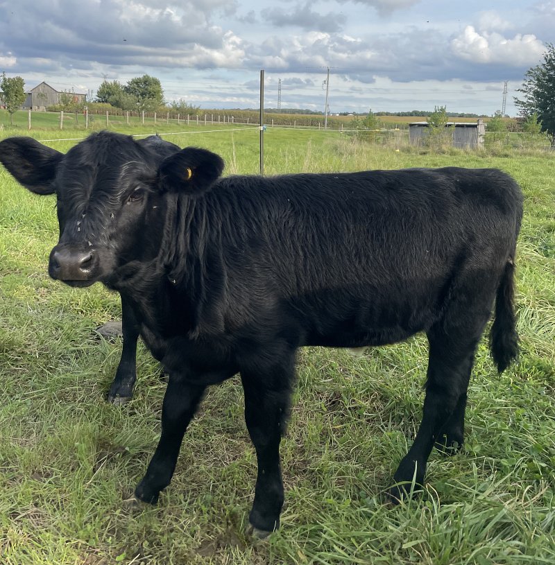 Forsale - Black polled registered heifer calf - SOLD