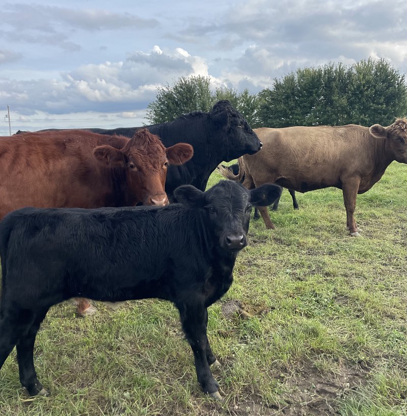 Forsale - polled registered heifer calf - SOLD